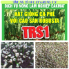 HẠT GIỐNG CÂY CÀ PHÊ TSR01