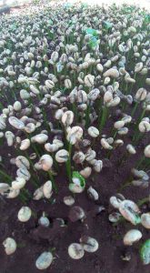 Cây cà phê đội mũ