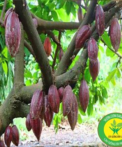 Cay ca cao giong - Trung tam cay giong VN