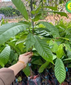 Cay ca cao giong - Trung tam cay giong VN