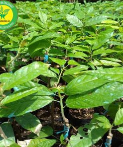 Cay ca cao giong - Trung tam cay giong VN