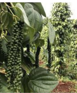 Cây giông tiêu trâu - Trung tâm cây giông VN