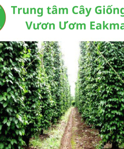 Cây tiêu Trâu - Trung tâm cây giống VN