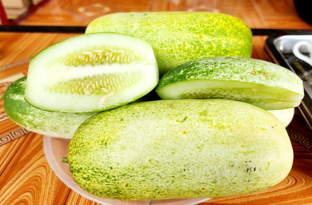 Hạt giống dưa mèo