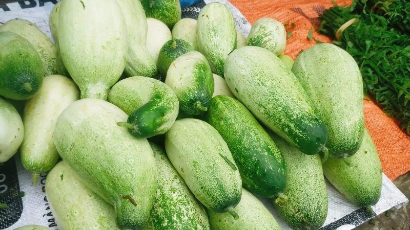 Hạt giống dưa mèo