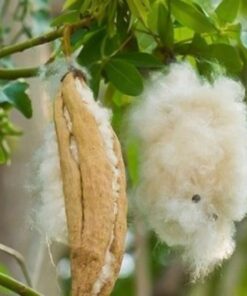 Hạt Giống Cây Bông Gòn