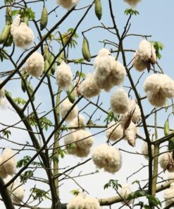 Hạt Giống Cây Bông Gòn