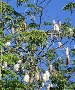 Hạt Giống Cây Bông Gòn