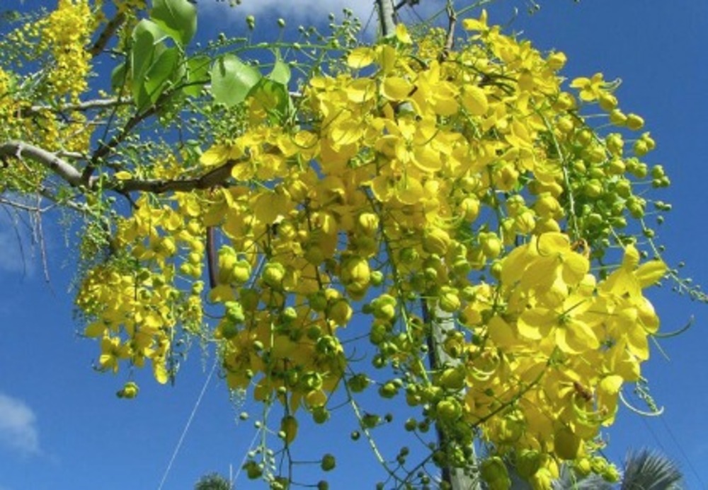 Hạt Giống Cây Muồng Vàng