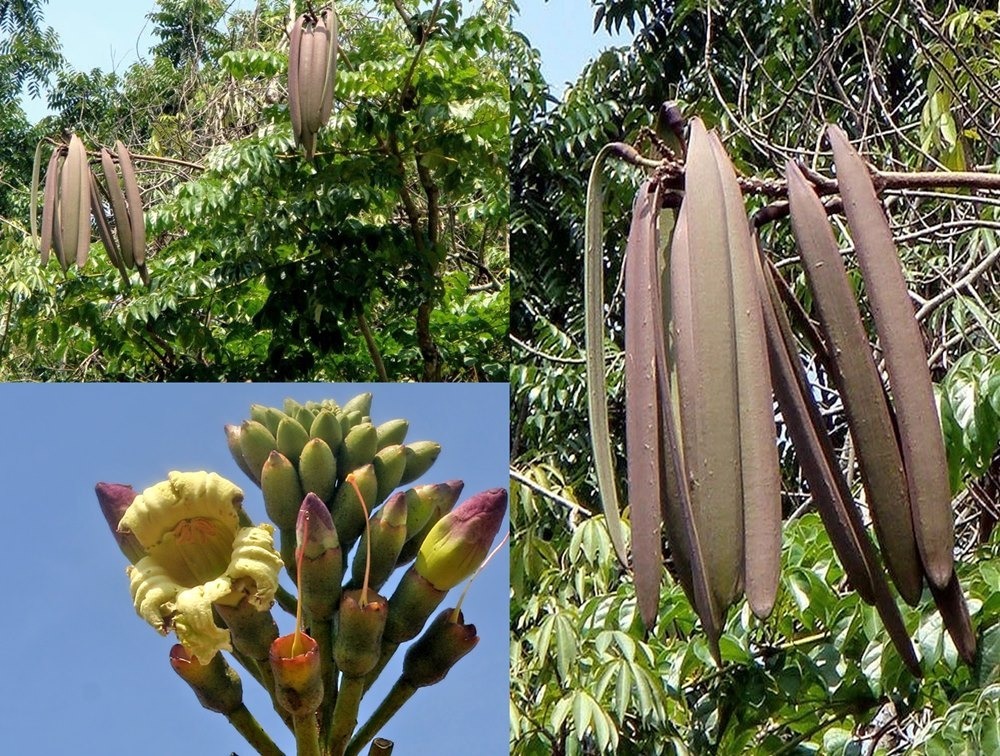 Hạt Giống Cây Núc Nác (1)