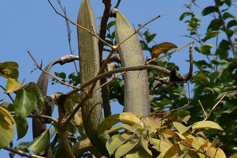 Hạt Giống Cây Núc Nác (2)