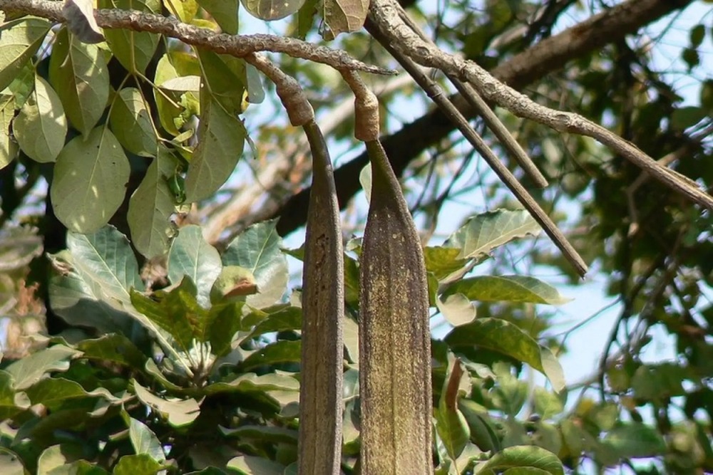 Hạt Giống Cây Núc Nác (4)