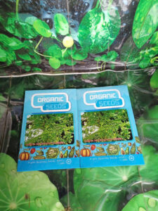 Hạt Giống Đu Đủ Đực