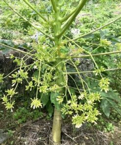 Hat giống đu đủ đực