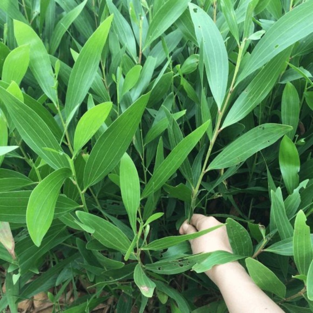 Hạt Giống Keo Tràm Hoa Vàng