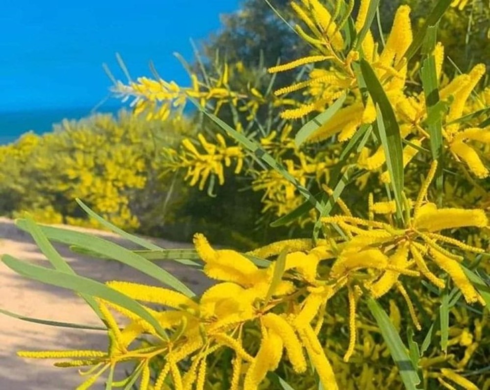 Hạt Giống Keo Tràm Hoa Vàng