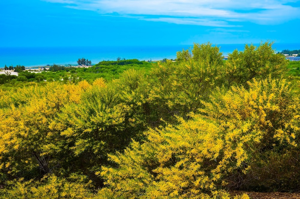 Hạt Giống Keo Tràm Hoa Vàng