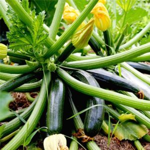 hạt giống bí ngồi