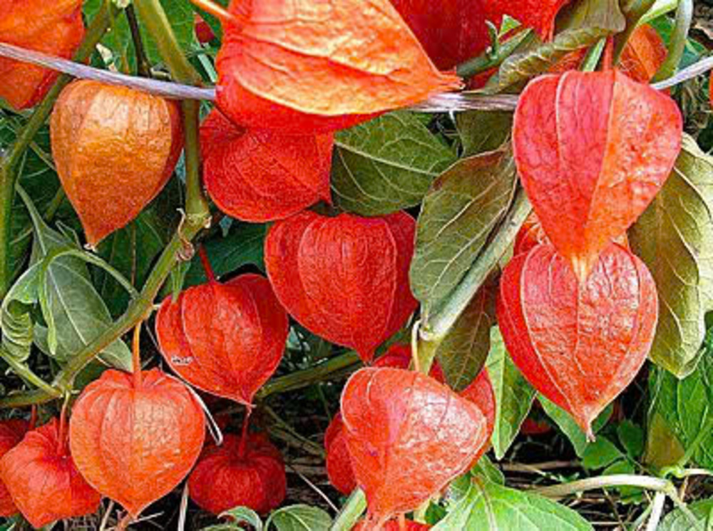 hạt giống thù lù cam