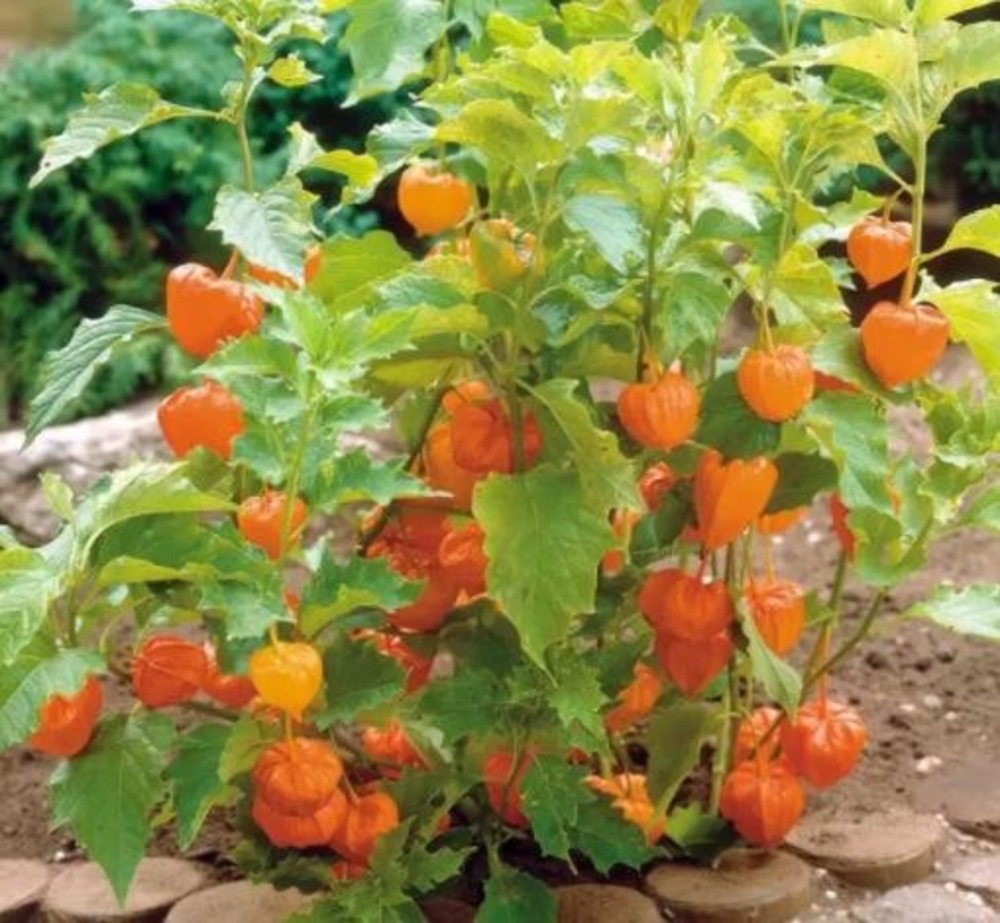 hạt giống thù lù cam