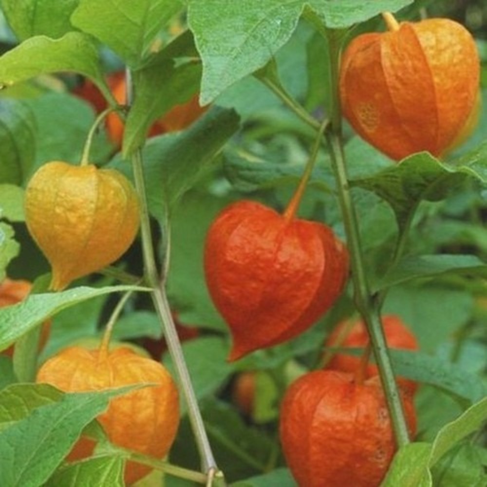 hạt giống thù lù cam