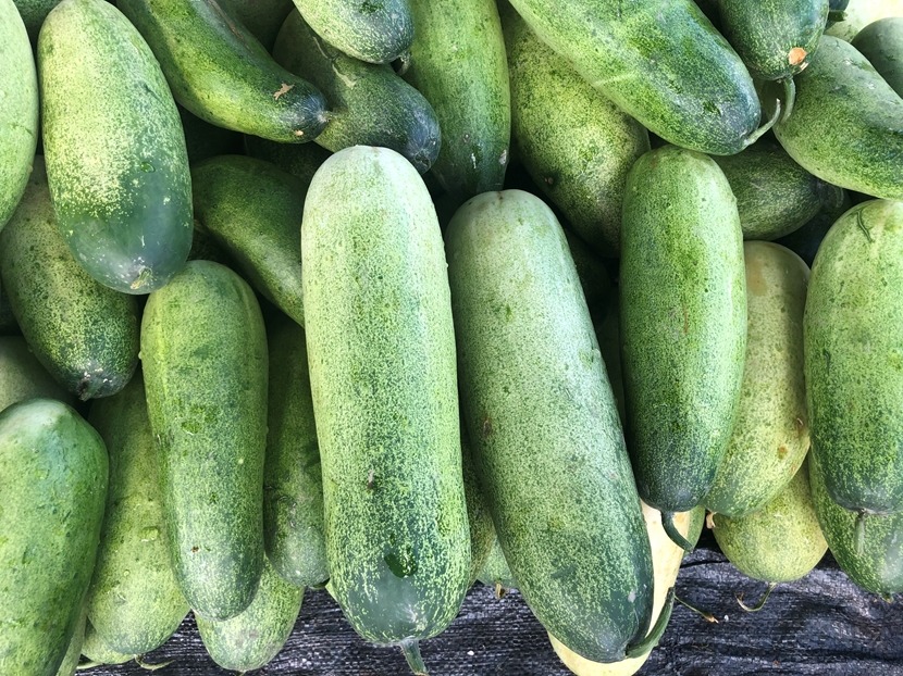 Hạt giống dưa mèo