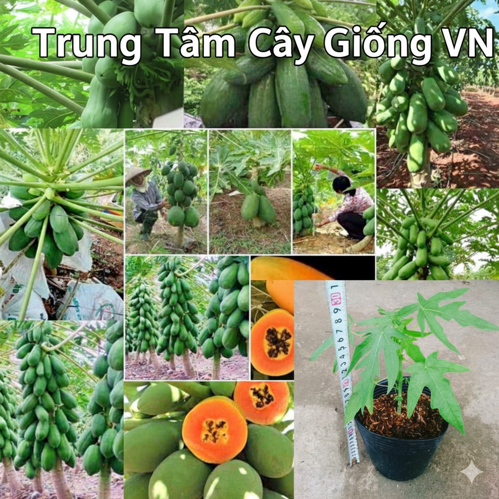 EAKMART TAY NGUYEN (2) du-du-nhap-khau