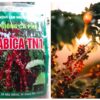 Hạt giống cà phê Arabica