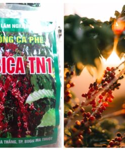 Hạt giống cà phê Arabica