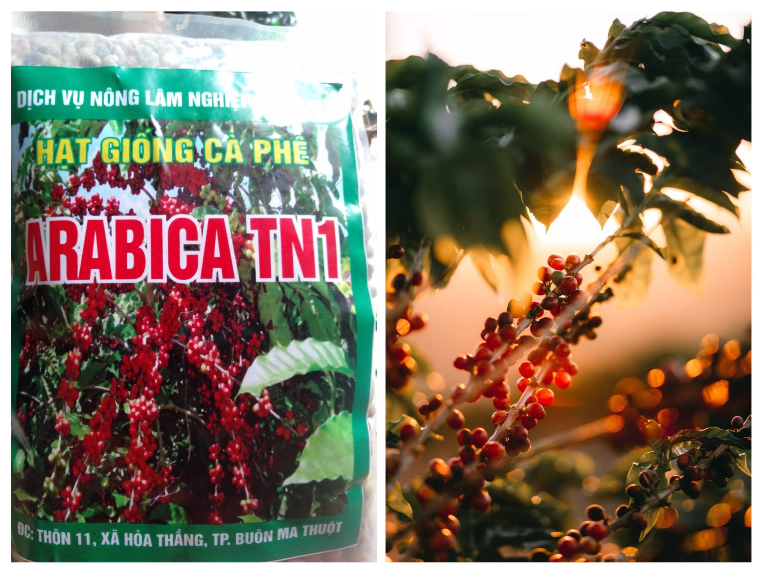 Hạt giống cà phê Arabica