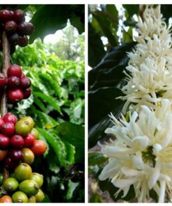Hạt giống cà phê Arabica