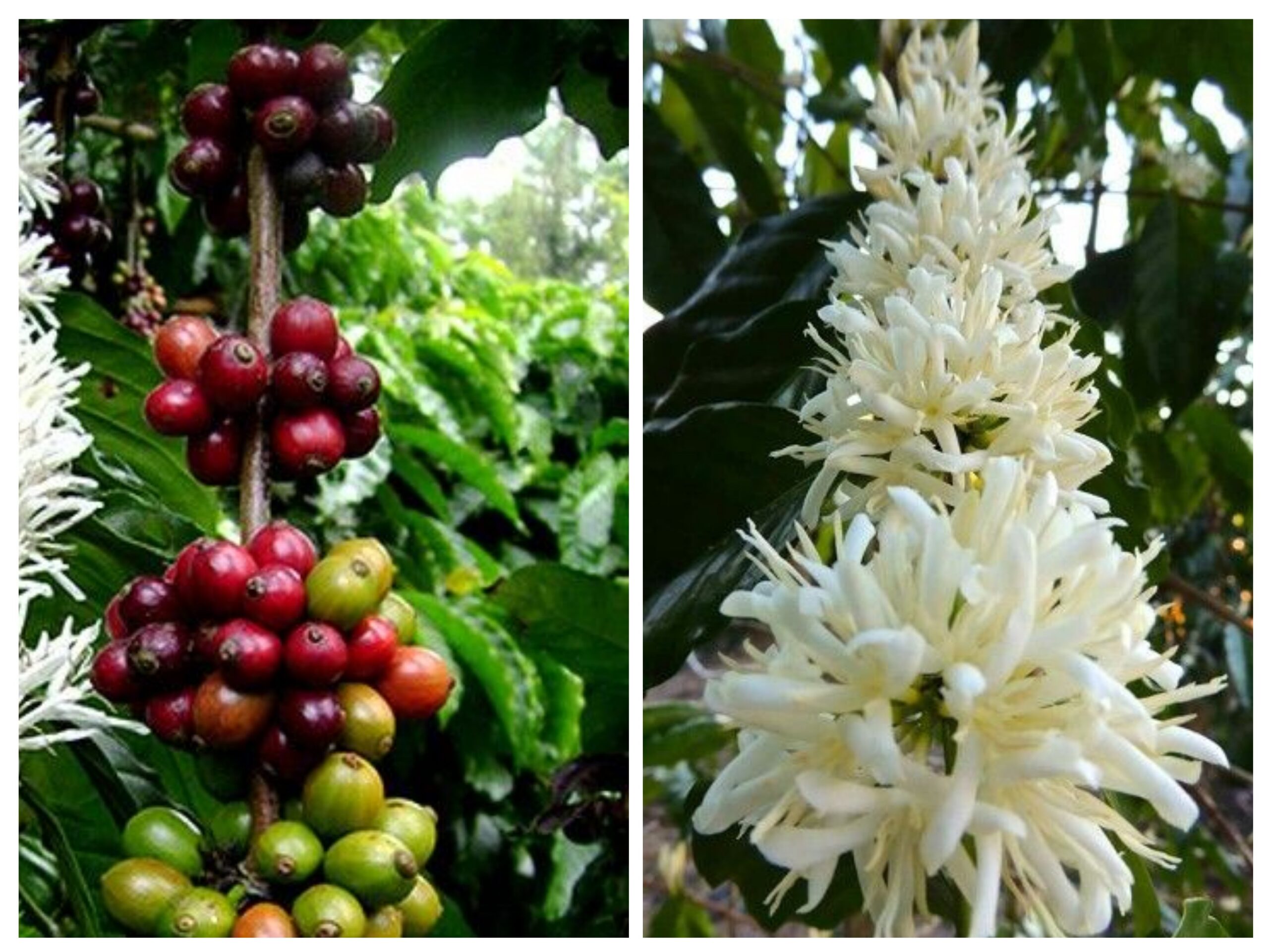 Hạt giống cà phê Arabica