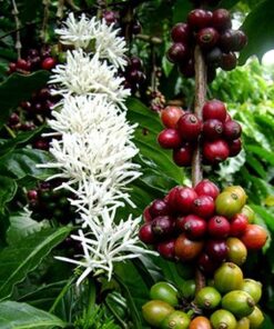 Hạt giống cà phê Arabica