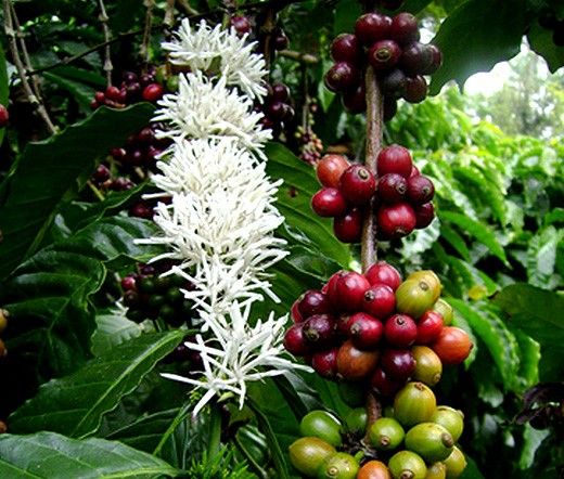 Hạt giống cà phê Arabica
