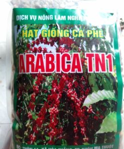 Hạt giống cà phê Arabica