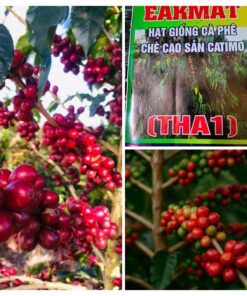Hạt giống cà phê Catimor
