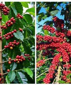 Hạt giống cà phê Catimor