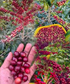 Hạt giống cà phê Catimor