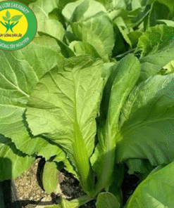 Hat giong cai khong lo