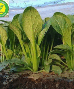 Hạt Giống Cải Ngọt Khổng Lồ: Cách Trồng & Chăm Sóc Đạt 1kg/Cây