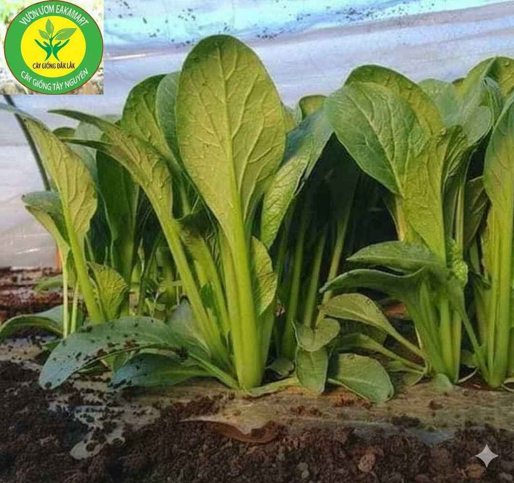 Hạt Giống Cải Ngọt Khổng Lồ: Cách Trồng & Chăm Sóc Đạt 1kg/Cây
